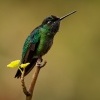 Kolibrik ohnivobrady - Panterpe insignis - Fiery-throated Hummingbird 5944